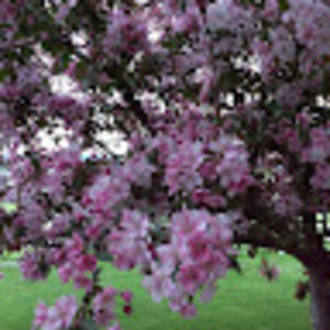 Meet your Posher, Little ducklings